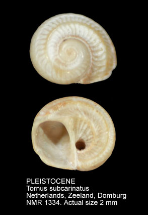 PLEISTOCENE Tornus subcarinatus.jpg - PLEISTOCENE Tornus subcarinatus (Montagu,1803)